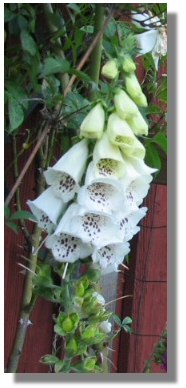 Digitalis
